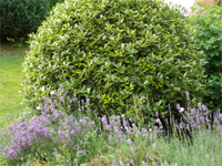 lavandula angustifolia.jpg_s.jpg